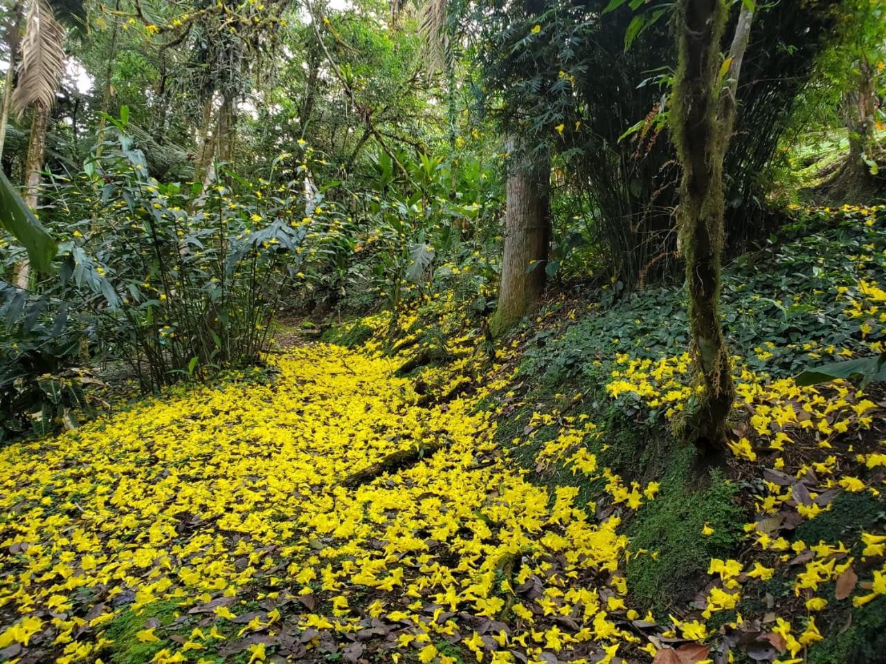 Estacion Biologica Las Cruces Y Jardin Botanico Wilson San Vito Exteriör bild