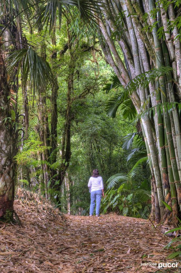 Estacion Biologica Las Cruces Y Jardin Botanico Wilson San Vito Exteriör bild
